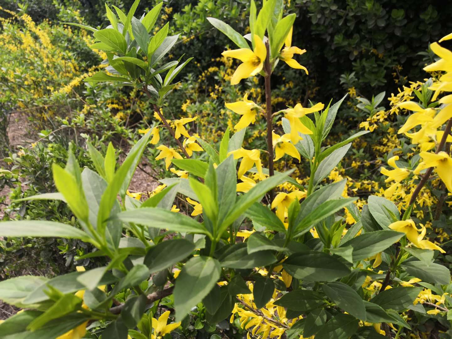 植物RNA提取大作戰